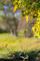 tree branch with yellow leaves in autumn