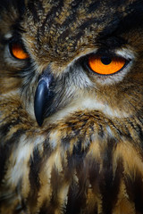 owl close-up