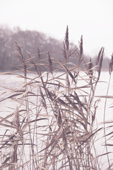bents close up and river and trees on the background