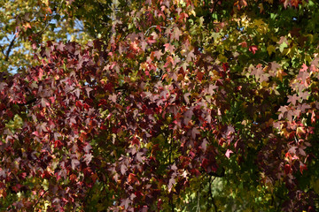 colors of golden autumn. the foliage painted a crimson. beautiful background