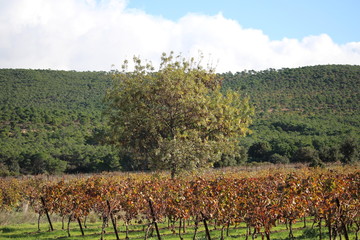 Fototapeta na wymiar vignoble de saint andré de roquelongue