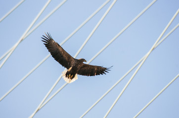 eagle in flight