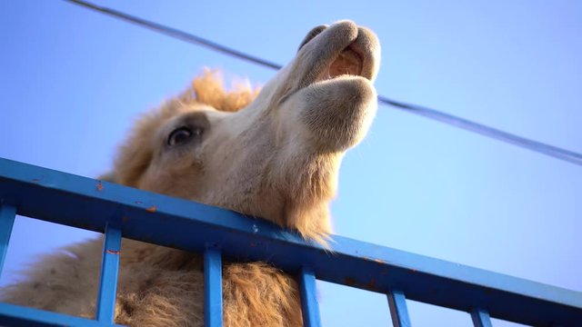 The camel reaches for the food it receives.