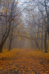 The road to foggy autumn forest