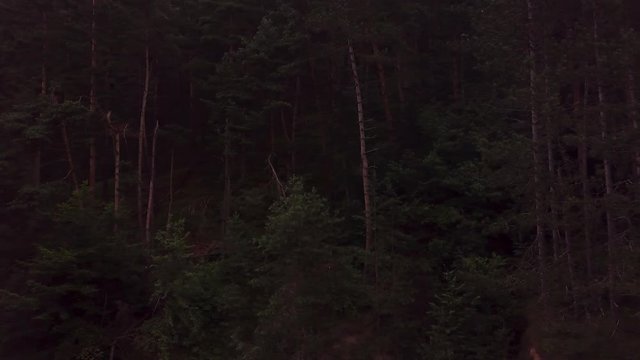 Aerial Pannig of Dark Scary Forest in Transylvania Romania