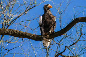 eagle