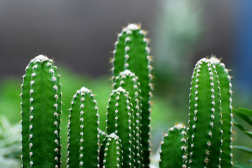 Closeup Cactus isolated blurred black Background or call Pilosocereus is a genus of cactus. Tree cactus is a common name for Pilosocereus species.