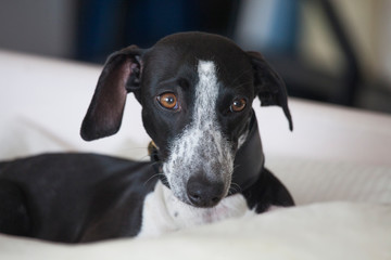 Dog portrait