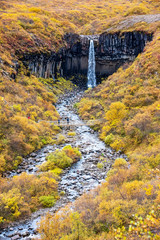 Fototapeta na wymiar Svartifoss, famous Black waterfall, popular tourist spot in Iceland Skaftafel national park. Autumn, Fall