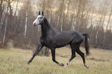 A dark gray horse runs across an autumn field backgrounds.	