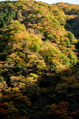 Autumnal scenery of Okutama in Japan