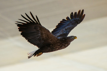 Obraz na płótnie Canvas eagle
