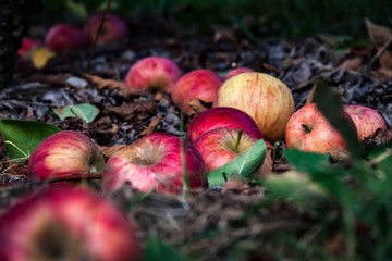 apples on the ground