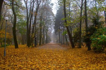 Alley in the autumn park with yellow foliage