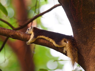 Cute squirrel, Squirrel sleep on branch tree, Squirrel, Funny animal.