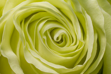 white green rose close up