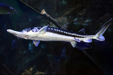 Starry Sturgeon (Acipenser stellatus) fish