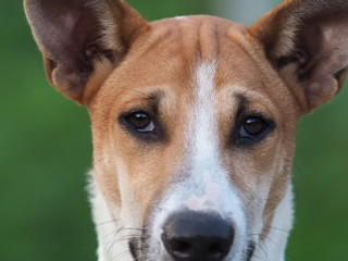 Obraz premium Dog, Sad dog.