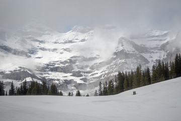 Obraz premium Beautiful view of field covered by snow with pine forest on foggy mountain background, copy space, Jungfrau, Switzerland
