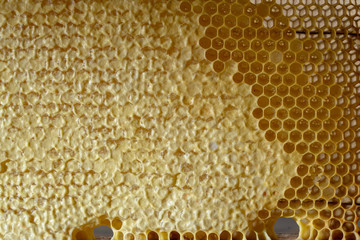 Honey in the natural comb of the beehive