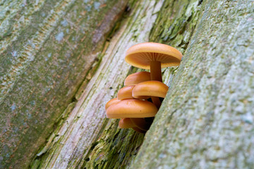 Samtfußrübling  (Flammulina velutipes) an einem Baumstamm im Wald im Winter