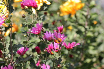 flower and insect in the garden in Japan