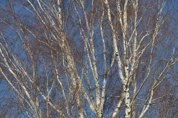 Fototapeta premium branches of birch trees