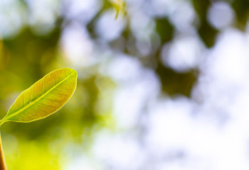 Nature view of green leaf in garden Closeup at summer under sunlight. Natural green plants landscape using as a background or wallpaper