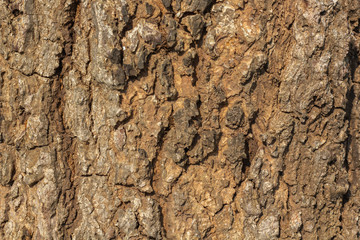 Embossed texture of the brown bark Tree bark texture