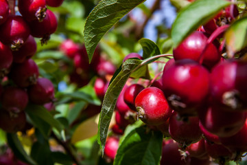 juicy apples ready to be harvested