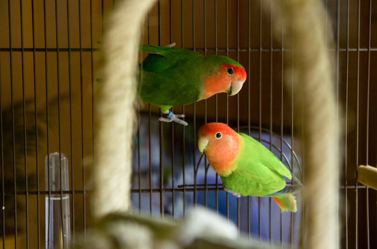 Two lovebirds posing in their cage red and green birds