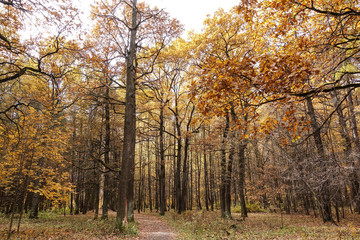 Fototapeta na wymiar Yellowing oaks in the autumn park. Gold autumn.