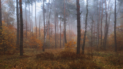 Misty Autumn Deciduous Forest. Panoramic view