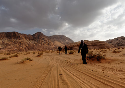 beduino con due cammelli nel deserto 