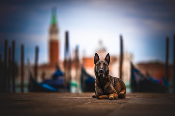 Belgian malinois in saint marco's square in front of saint giorgio church