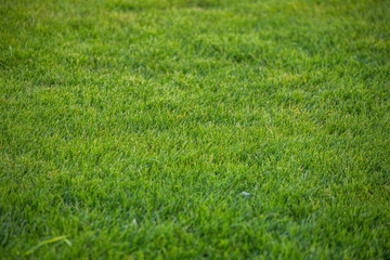 Green grass texture background. green