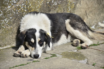 Black and White Street Dog Lying Down, Mtskheta, Georgia