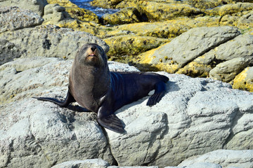 A new zealand fur seal on a rock at Kaikoura, New Zealand, South Island.