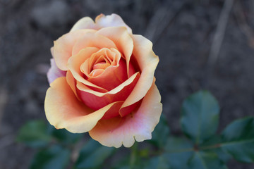 A beautiful, not full-blown rose of unusual shades on a blurry green background.