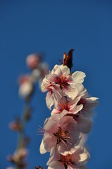 peach tree in spring