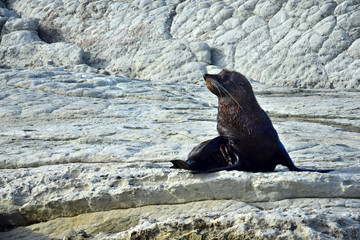 A young new zealand fur seal on a rock at Kaikoura, New Zealand, South Island.