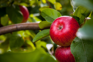 juicy red apples ready to be harvested