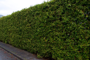 Fototapeta na wymiar Green fence with leaves and trees, bushes.