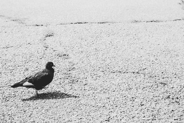 Photo of a pigeon on an asphalt road