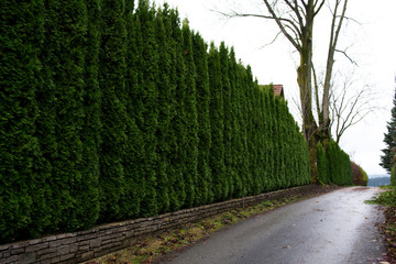 Green fence with leaves and trees, bushes.