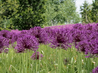 purple alimums