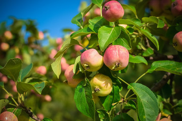 Harvest ripe pink apples on a branch with green leaves in autumn