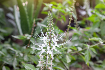 Cat's whisker plant bloom in the garden. Is a Thai herb help diuretic.