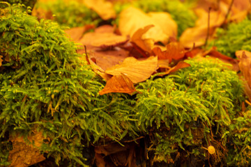 Lebhafte Herbstfarben im Wald