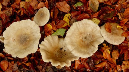 Pilze im herbstlichen Buchenwald
